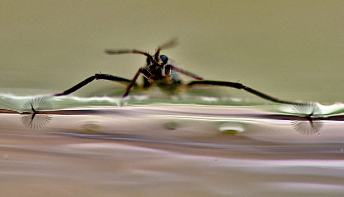 Ripple bugs inspire new robots with shape-shifting feet