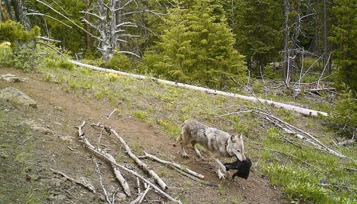 Wolves on the move Yellowstone packs carry tiny pups to follow elk migration