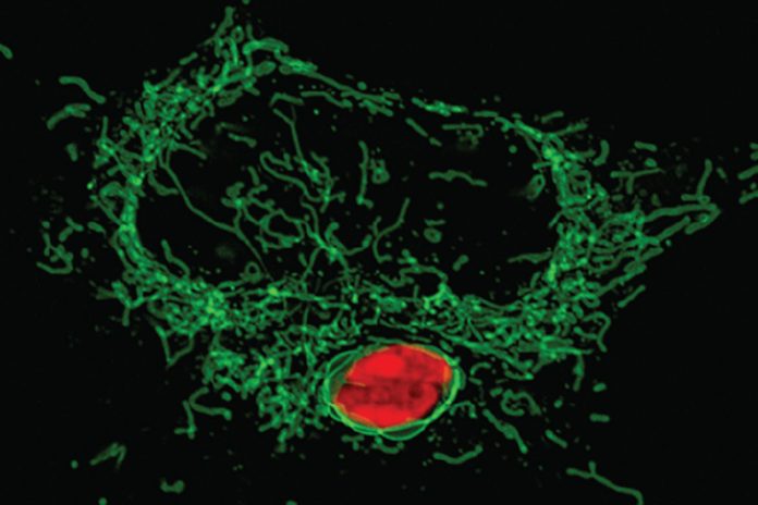 Why your cells use a secret weapon to starve invaders
