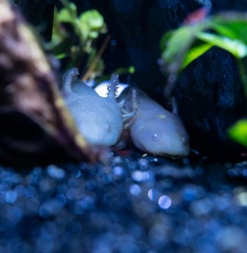 Scientists discover how axolotls use the ‘fight or flight’ system to regrow limbs