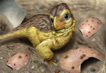 Dinosaur eggshells provide a new way to tell time in the fossil record