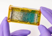 Space snacks with legs: How insects might feed astronauts on Mars