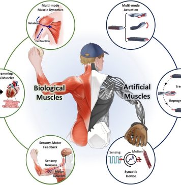 Scientists create human-like robots that learn, heal, and move naturally