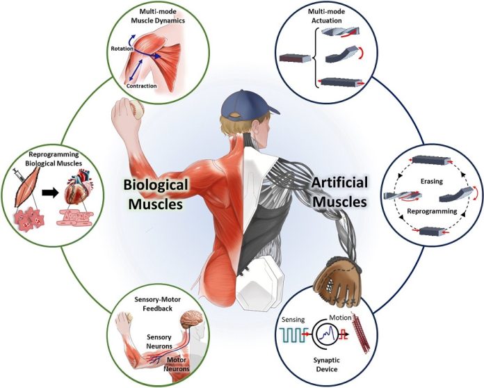 Scientists create human-like robots that learn, heal, and move naturally